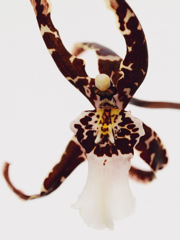 Close-up macro shot of a brown and white patterned orchid flower against a plain white background