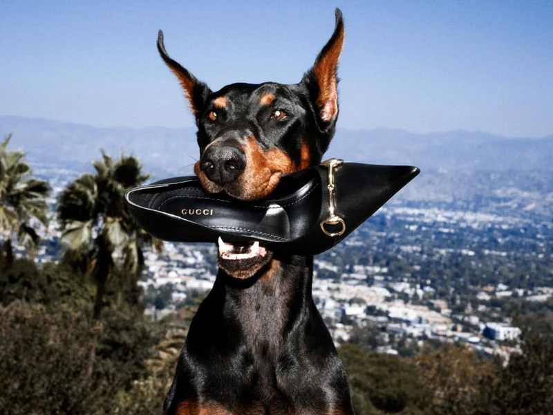 A Doberman Pinscher holding a black high-heeled shoe in its mouth against an outdoor city and mountain background