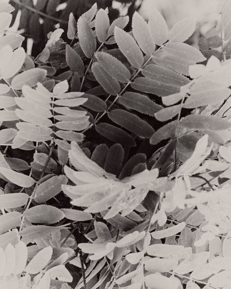 Close-up black and white photograph of compound leaves and delicate foliage layering in soft natural light.