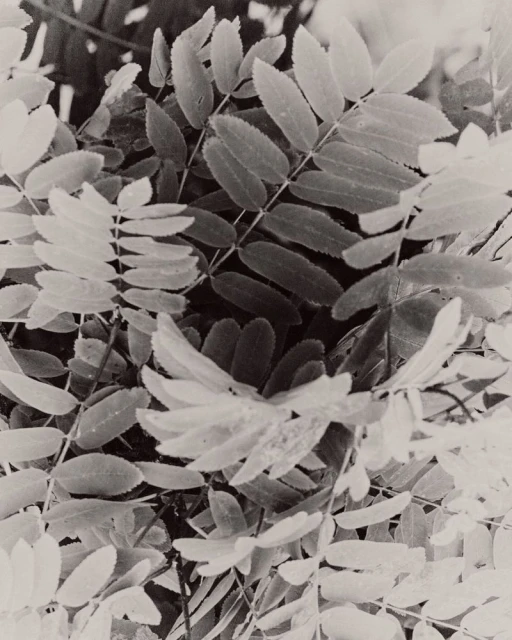 Close-up black and white photograph of compound leaves and delicate foliage layering in soft natural light.