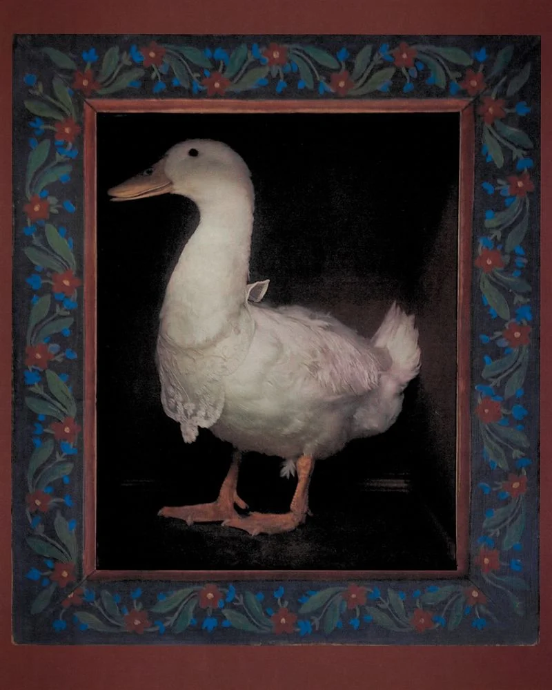 White duck wearing a small lace collar inside a dark wooden frame decorated with painted red and blue flowers
