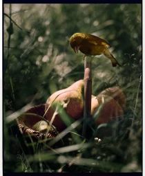 Small yellow bird perched above a wicker basket filled with pears resting in tall grass