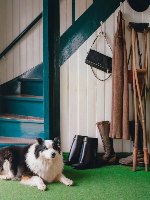 Border collie dog lying on green carpet near wooden stairs with hanging coat, handbag, boots, and crutches