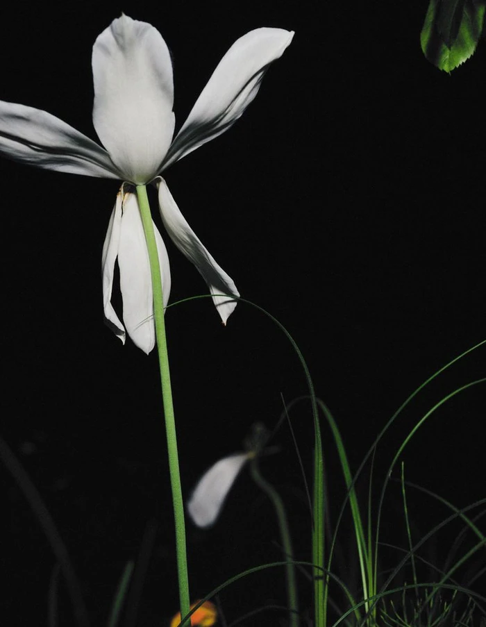 Close-up photograph of a white flower on a long green stem against a solid dark night background for Dior Giverny by night.