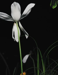 Close-up photograph of a white flower on a long green stem against a solid dark night background for Dior Giverny by night.