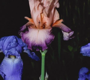 Close-up of peach and purple bearded iris flowers blooming at night against a dark garden backdrop.