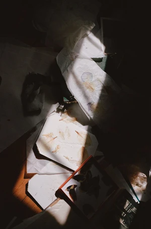 High-angle still life of scattered paper sheets and pressed botanical specimens in stark sunlight.