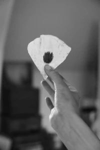 Hand holding a folded white coffee filter with dark grounds against a soft indoor background in black and white