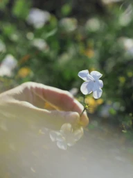 Close-up of a hand gently holding a small white flower with a soft-focus garden background.