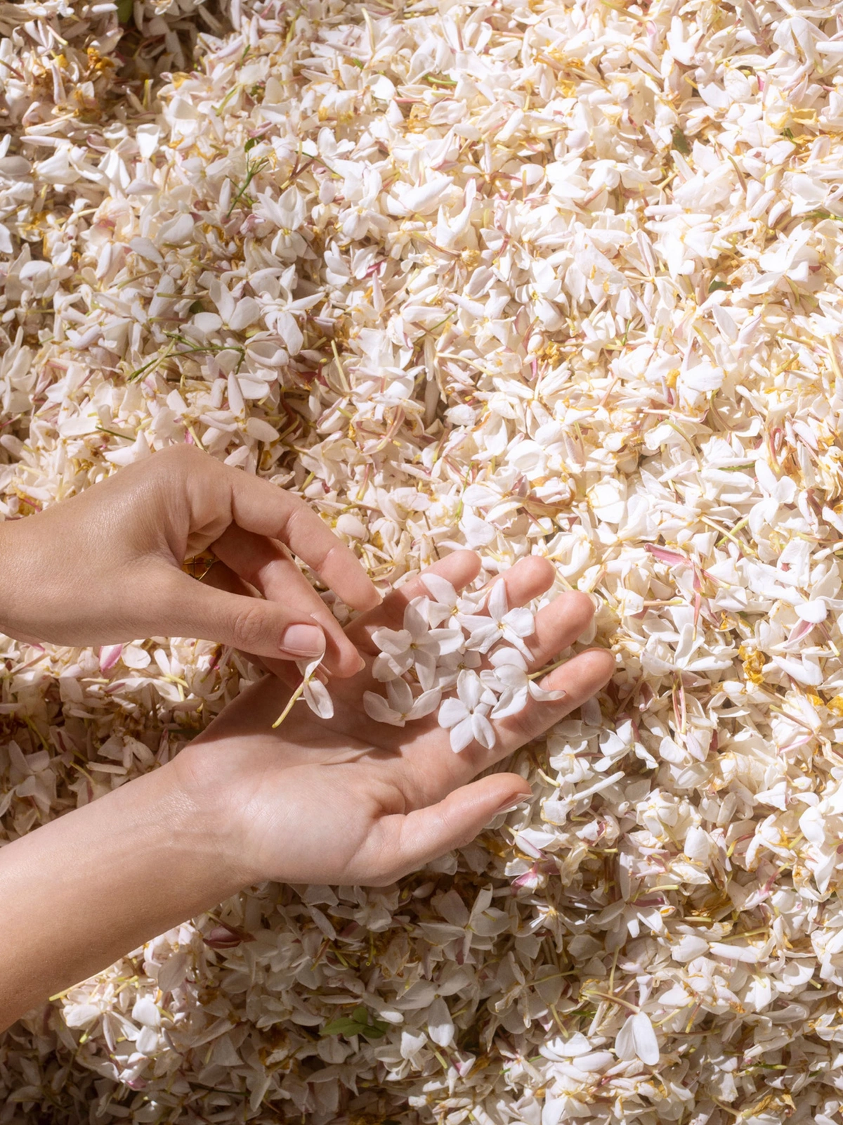 Close-up of hands holding fresh white jasmine flowers against a backdrop of harvested petals for Chanel Beauty