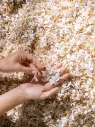 Close-up of hands holding fresh white jasmine flowers against a backdrop of harvested petals for Chanel Beauty