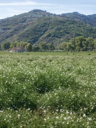 Lush green field filled with blooming white flowers beneath a large rolling mountain covered in dense trees under a clear sky
