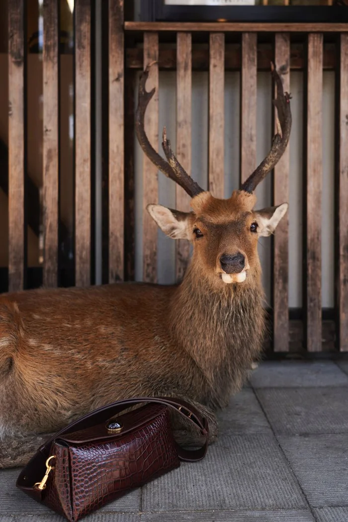 A sika deer with antlers rests on stone paving next to a dark brown leather handbag in front of wooden slats.