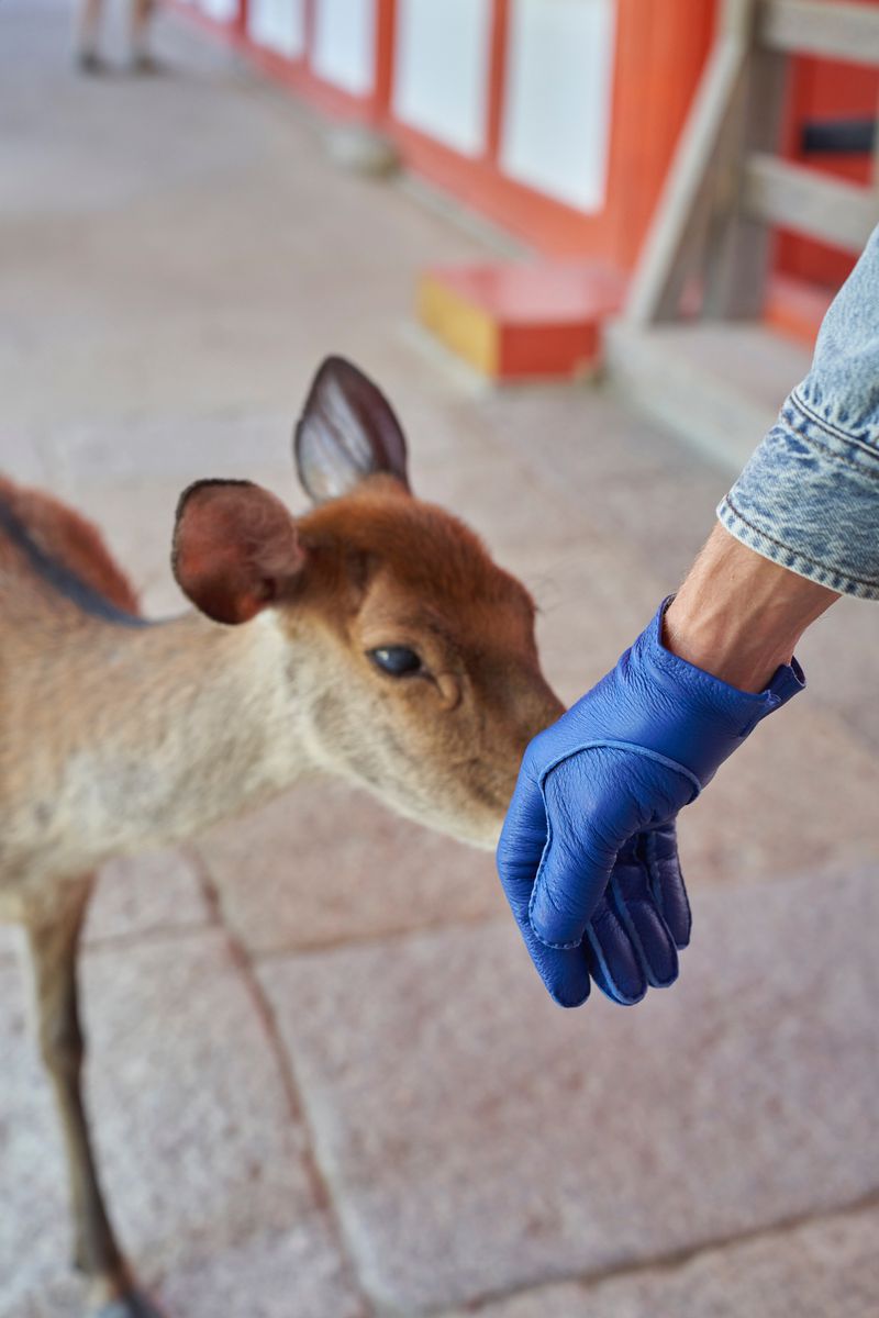 Close-up of a deer sniffing a gloved hand wearing a blue leather glove for ODDA Magazine editorial