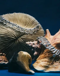 Diamond jewelry draped across textured sea coral and natural seashells against a deep blue background.