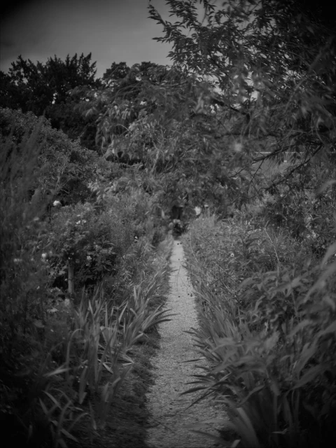 Monet's Garden
