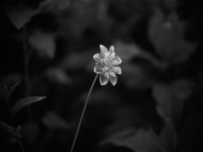 Monochrome photo of a single flower with delicate petals and a thin stem, set against a blurred leafy background creating a soft contrast.