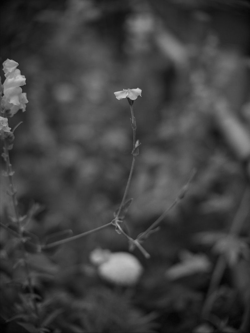 Monochrome image featuring a delicate flower in sharp focus, set against a softly blurred garden background with subtle plant details.