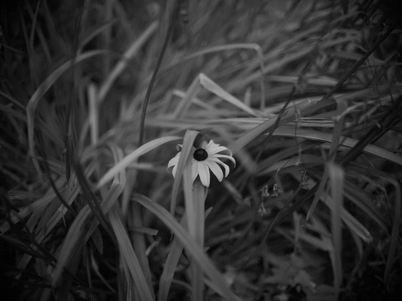 Monochrome image featuring a delicate flower amidst tall grasses, emphasizing texture and light in a natural outdoor setting.