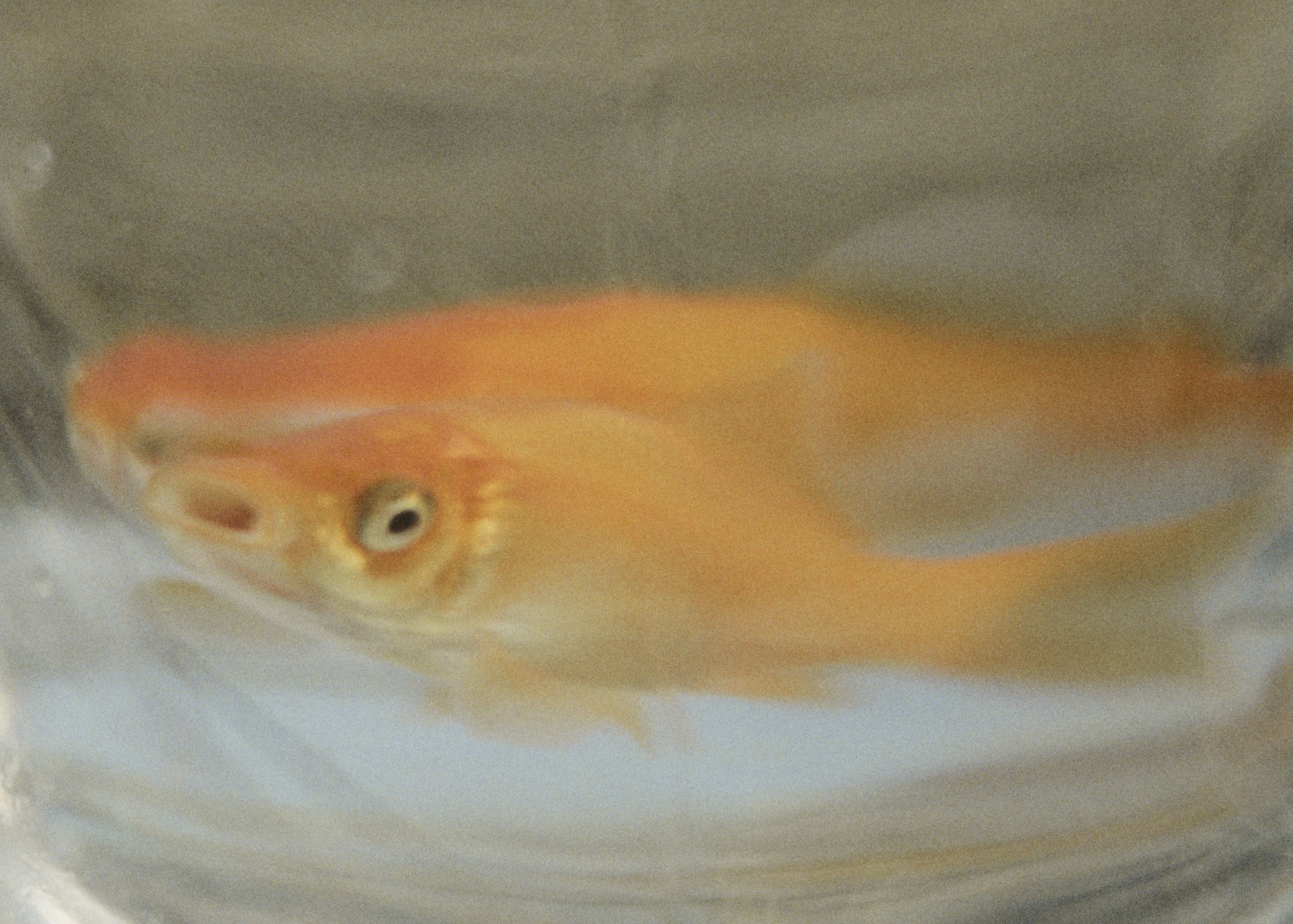Orange fish swims in clear water, showcasing vibrant color and aquatic life. Captured in a close-up shot under soft lighting.