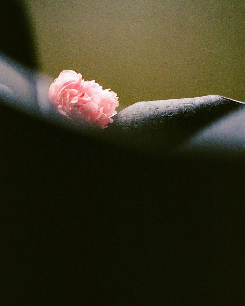 Close-up of a pink carnation resting on a patterned, dark grey surface, soft lighting, shallow depth of field, and muted color palette.