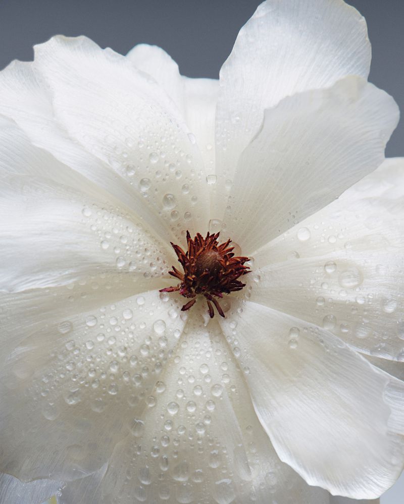 Close-up studio shot of a white flower with water droplets on its petals, isolated against a gray background.