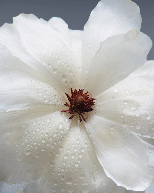 Close-up studio shot of a white flower with water droplets on its petals, isolated against a gray background.