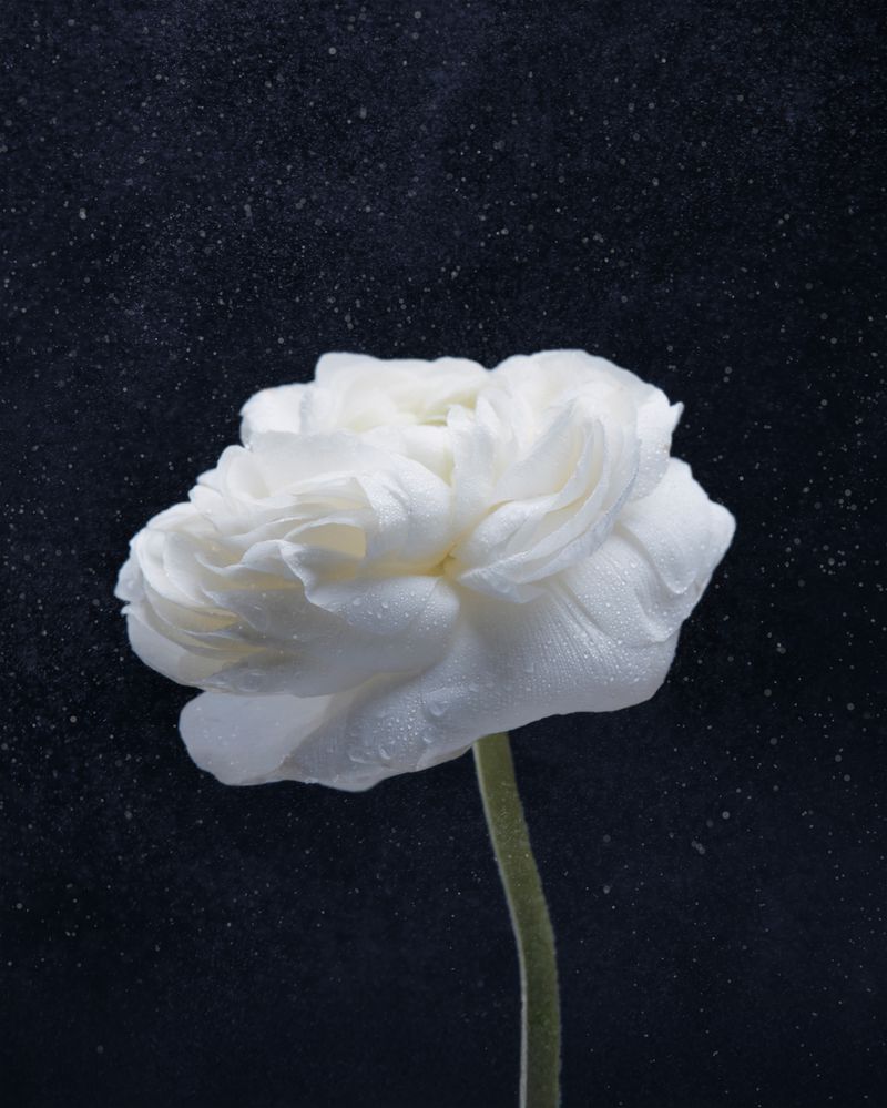 Close-up studio shot of a white ranunculus flower with a green stem against a dark, textured backdrop with diffused lighting and water droplets.