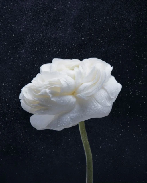 Close-up studio shot of a white ranunculus flower with a green stem against a dark, textured backdrop with diffused lighting and water droplets.