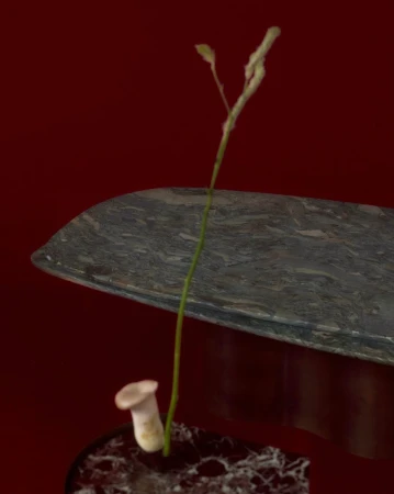 A single mushroom next to a sprouting plant sitting on a stone table against a burgundy background, softly lit.