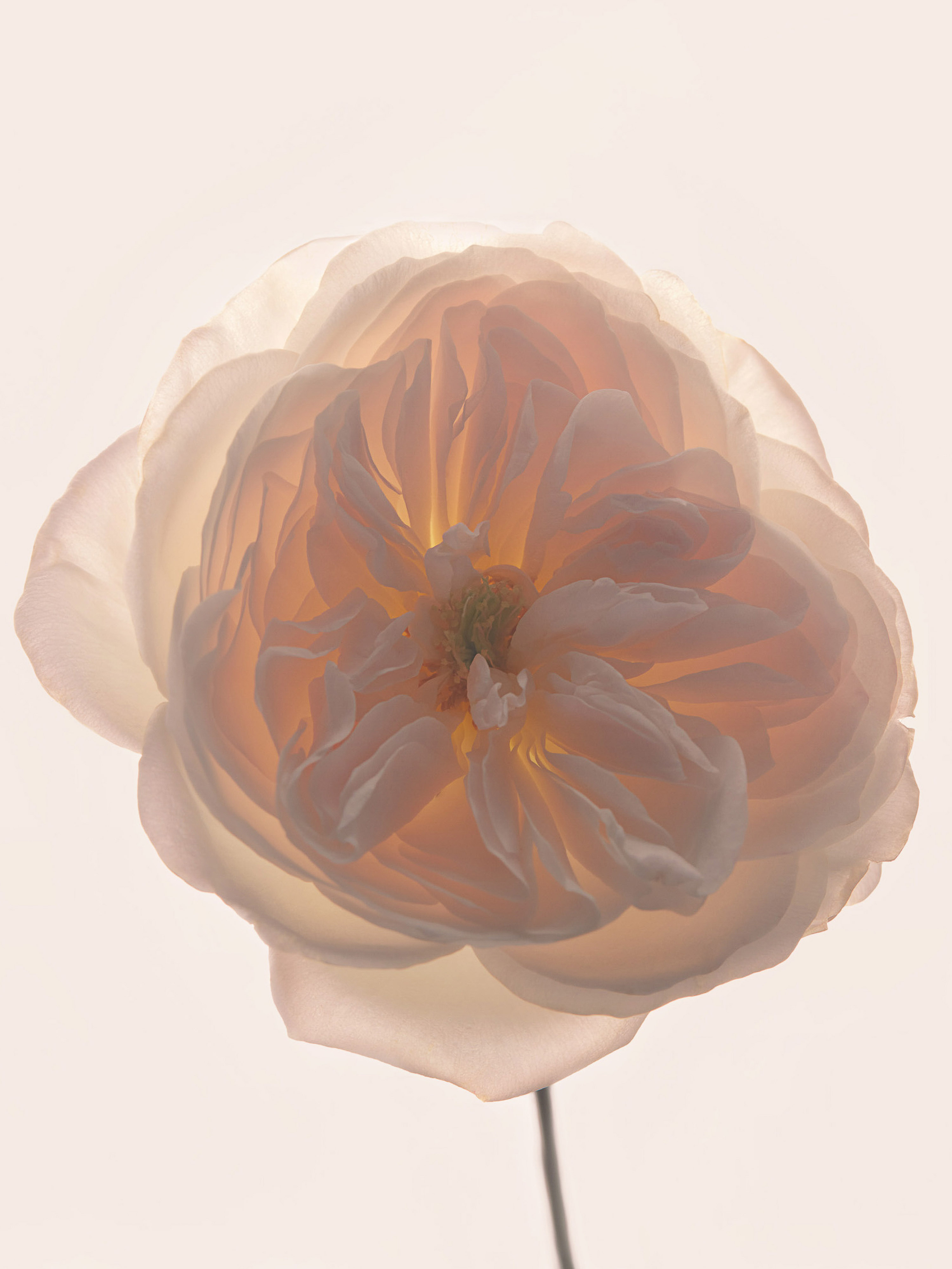 Close-up of a single, pale peach-colored rose blossom with visible stem, softly lit against a neutral background to accentuate its delicate petals.