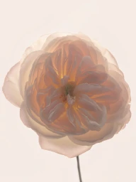 Close-up of a pale pink rose blossom with layered delicate petals against a seamless neutral background.