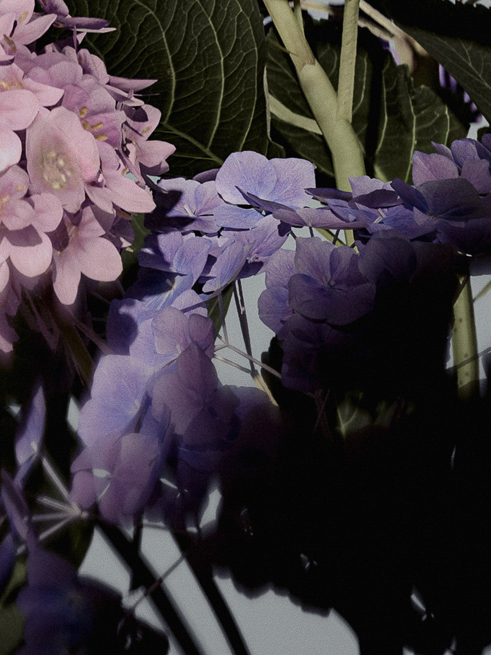 Close-up of purple and pink hydrangea flowers with green leaves, presenting a vibrant floral display and plant textures in soft lighting.