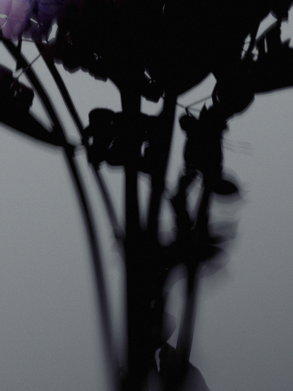 Abstract botanical art featuring blurred floral arrangement with soft purple hues and a black stem silhouette on a light background.