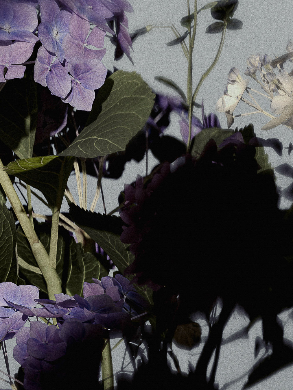 Floral close-up photograph of purple and white hydrangeas with green leaves against a light gray background, soft, romantic aesthetic.