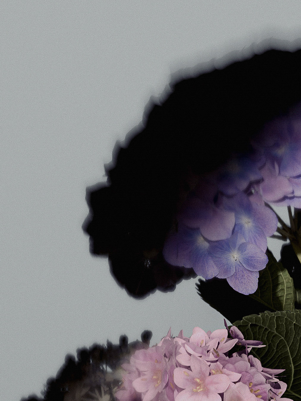 Close-up studio shot of violet and pink hydrangea blossoms with deep green leaves against a light gray background.