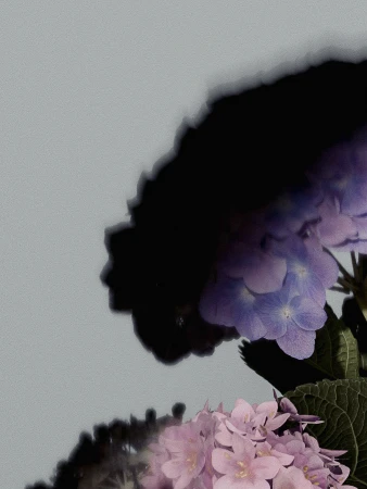 Close-up studio shot of violet and pink hydrangea blossoms with deep green leaves against a light gray background.