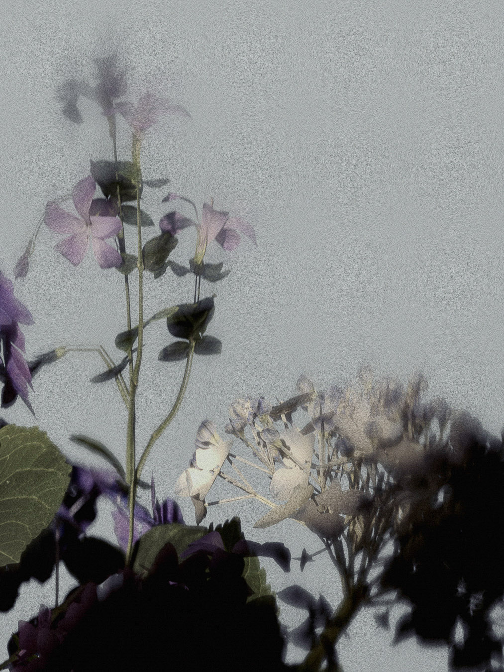 Close-up of a cluster of lilac-purple flowers with green leaves against a soft, muted gray background in a floral art photograph.