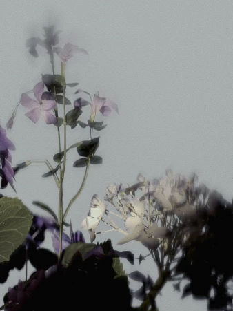 Close-up of a cluster of lilac-purple flowers with green leaves against a soft, muted gray background in a floral art photograph.