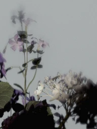 Digital 3D render of purple flowers with green stems set against a solid grey background