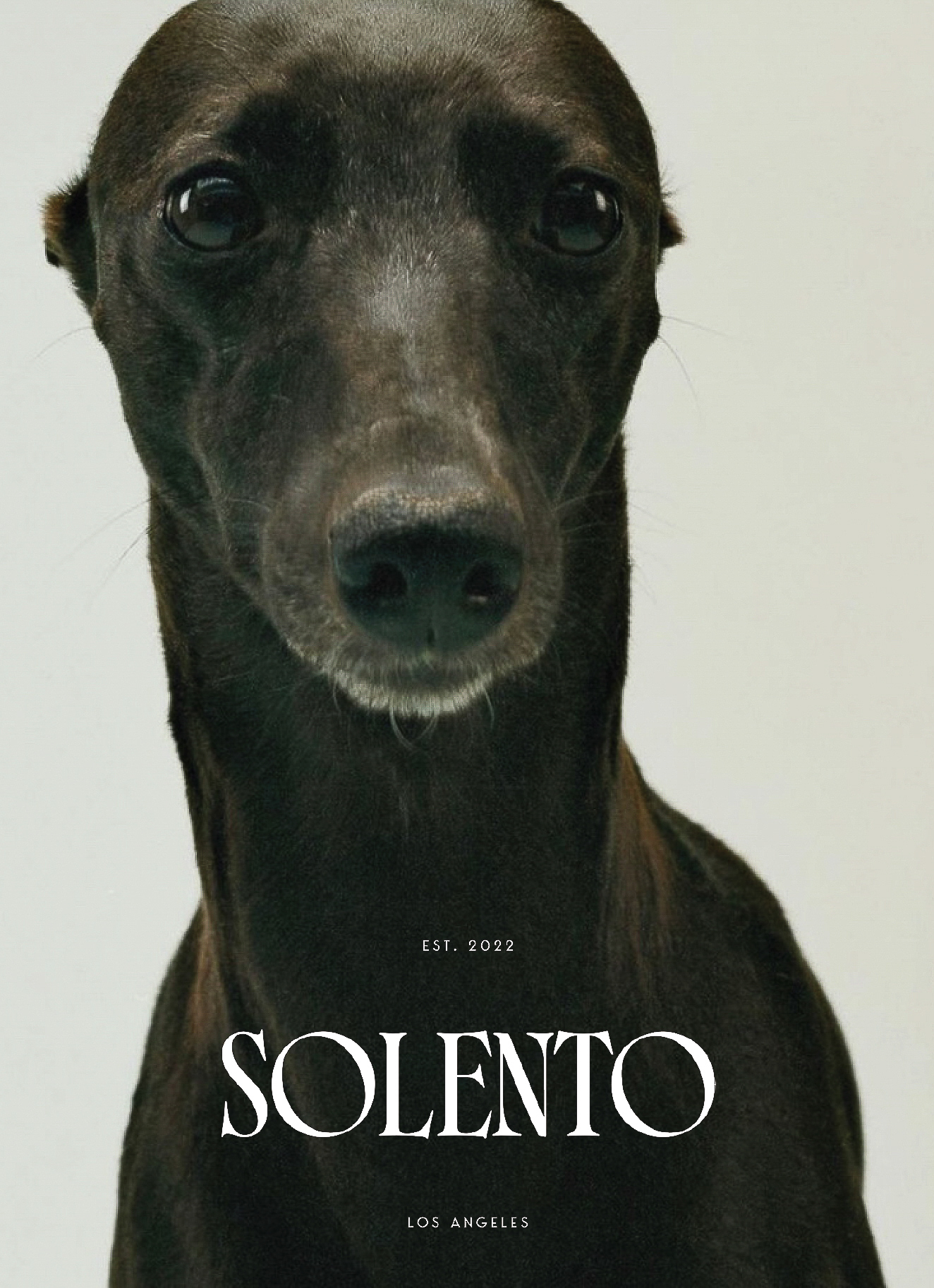 Close-up portrait of a black Italian Greyhound dog, showcasing its sleek coat and elegant features against a neutral background.