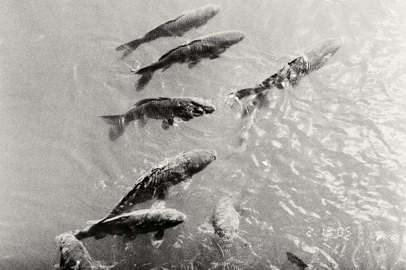 Black and white shot of a group of fish swimming in a body of water, with ripples and movement visible on the surface.