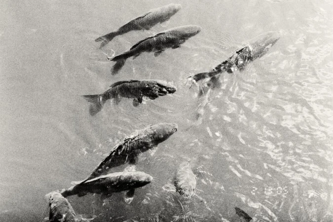 Black and white shot of a group of fish swimming in a body of water, with ripples and movement visible on the surface.