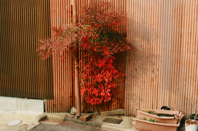 Red and green foliage contrasts with a textured, vertically corrugated metal wall, creating a natural yet urban garden aesthetic.