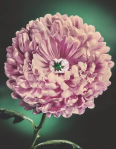 Close-up of a pink chrysanthemum flower head with a sparkling diamond and emerald ring nestled at its center.