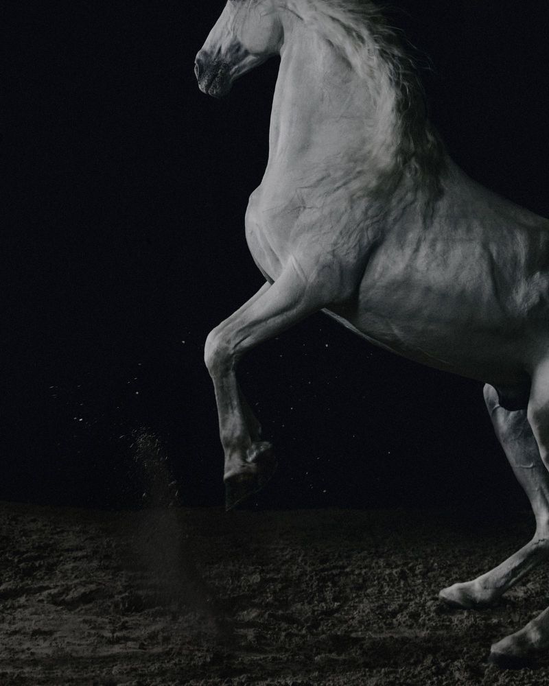 White horse stands powerfully on its hind legs against a dark background, showcasing equine strength and beauty in an indoor setting.