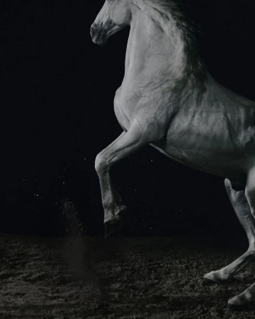 White horse stands powerfully on its hind legs against a dark background, showcasing equine strength and beauty in an indoor setting.