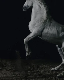 A white horse rears up against a black background, kicking up dust from the dark ground in dramatic low-key light.