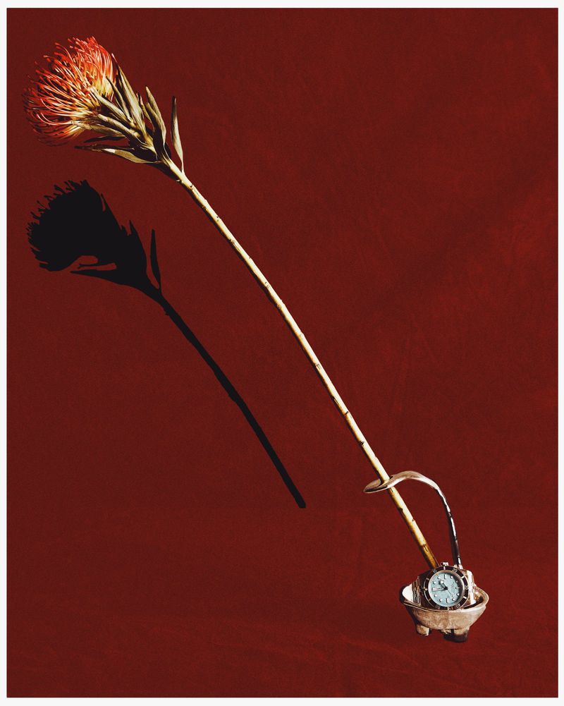 Floral art still life featuring a protea flower arranged in a small metal bowl, casting a shadow on a solid red background.