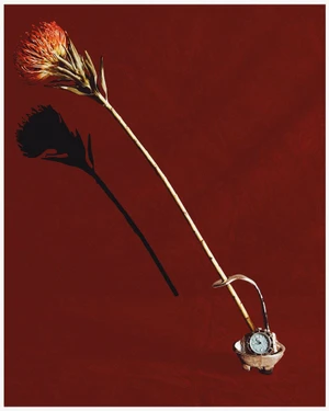 A pincushion protea flower leaning diagonally above a luxury wristwatch resting in a small metallic vessel on a red background.